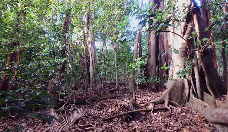 The forest on Lord Howe, with a large brown trunk in the right of the picture, green bushes in the background, and brown and yellow leaf litter on the floor.
