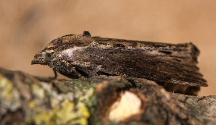 A greater wax moth sits on a log