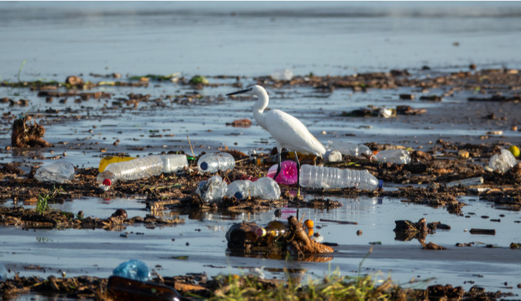 An egret stands amid plastic waste on a beach