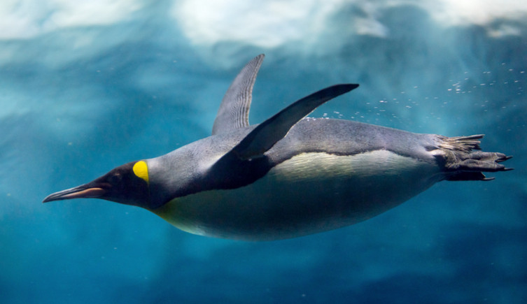 An emperor penguin swimming underwater
