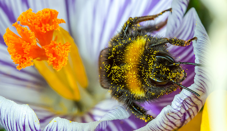 A bumblebee clambers out of a flower covered in pollen