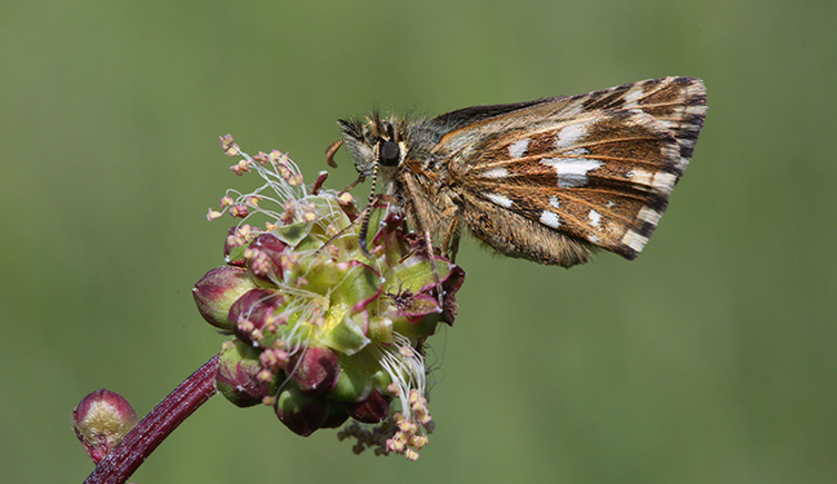 A brown and white butterfly sits on a flower