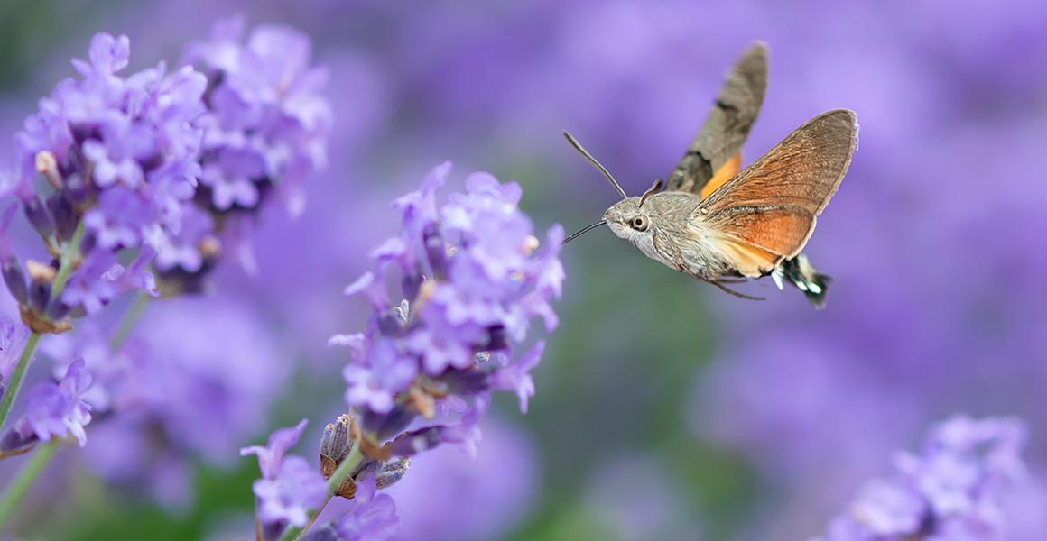 A hawkmoth flying in mid-air feeds from purple flowers