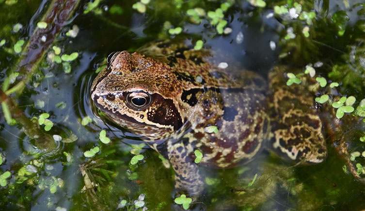 A common frog in a pond