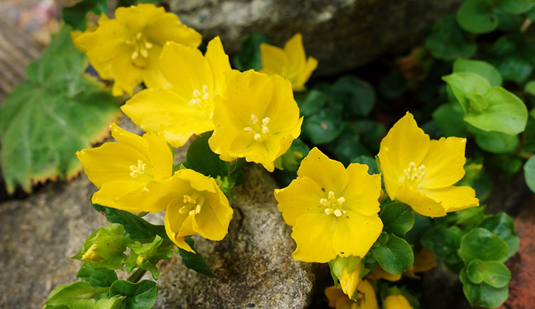 Bright yellow, cup-shaped flowers with pointed petals, growing over a rock. 