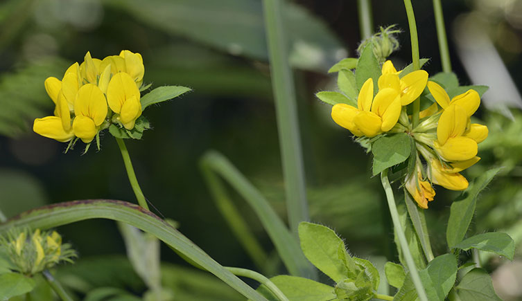 Plant stems supporting collections of non-symmetrical yellow flowers. On each, one petal sticks upwards while the remainder form a cluster below it. 
