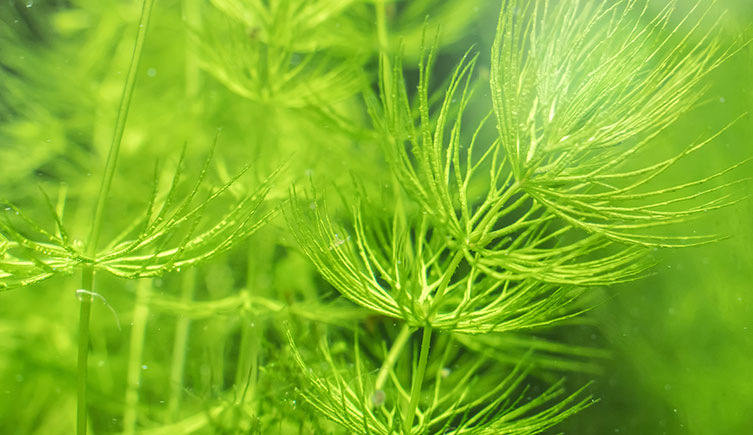 A close up of light green plant stems underwater. Short, thin, branch-like structures are arranged all around the stem at regular intervals. 
