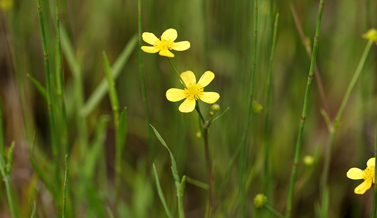 Thin stems supporting two bright yellow flowers with five separated petals each. 