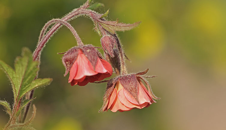 Dusky-red, bell-shaped flowers hanging downwards from darker red-brown stems. 