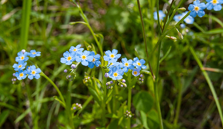 A patch of plants featuring small, light blue flowers that each have five slightly separated petals and a yellow centre. 