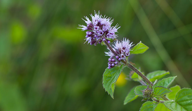 A stem topped with a globular cluster of light purple flowers. 