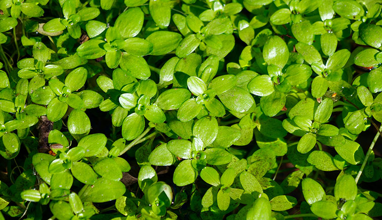 A patch of small plants with rosettes of bright green, oval leaves. 