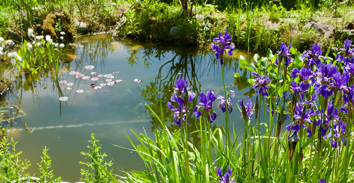 A wildlife pond