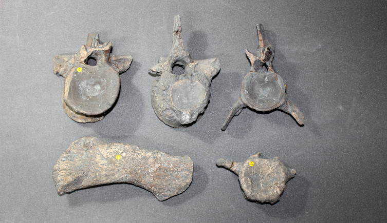 A collection of vertebrae and other bones from the Portland plesiosaur.