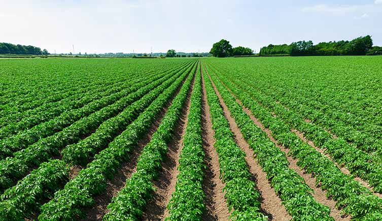 Lines of potato plants growing in a field stretching to the horizon. 