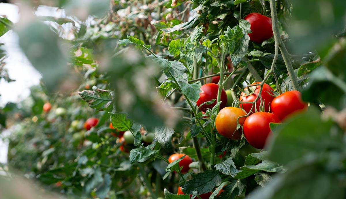 Tomato fruits ripening on a vine. 
