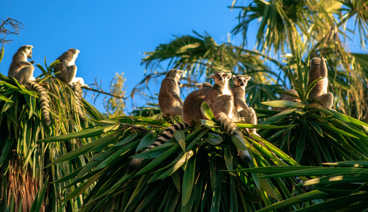 Ringtailed lemurs sit in palms.