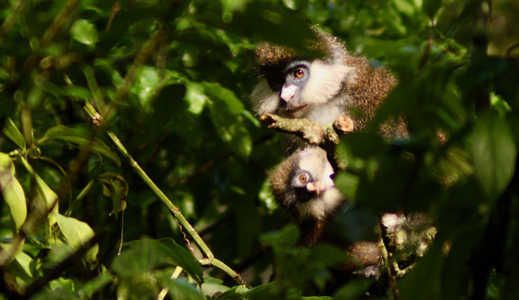 A red-tailed monkey and child look towards the camera from between leaves.