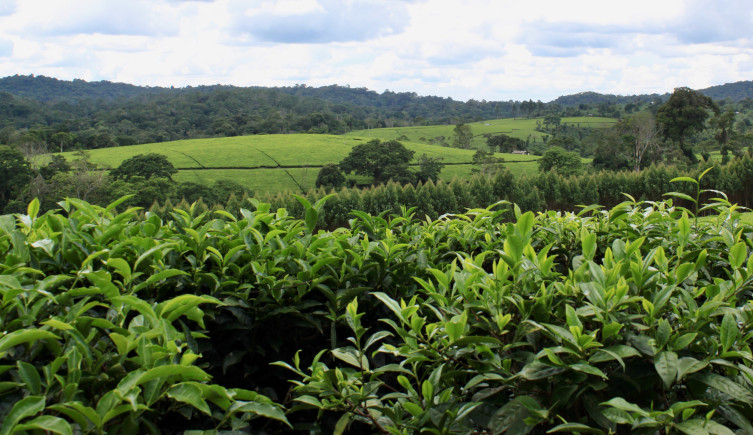 Forests in the distance, with farmland in the foreground, under a cloudy sky.