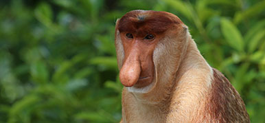 aye aye specimen 