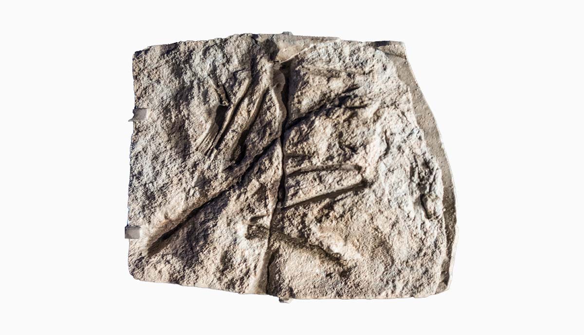The fossil of Scleromochlus, with small bones pressed into a rock.