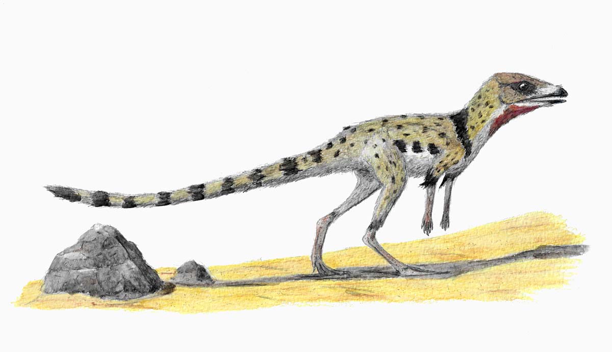 An artist's impression of the lagerpetid Scleromochlus, a bipedal animal with black and auburn fur.