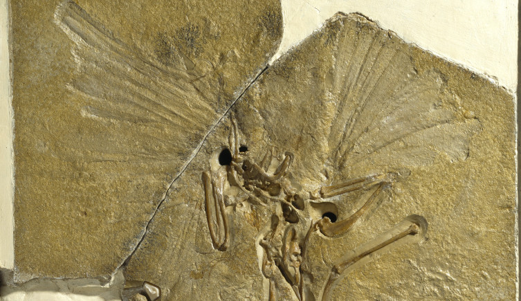 The London Archaeopteryx, displaying feather imprints in rock