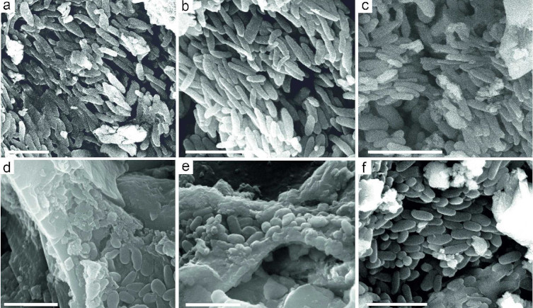 Scanning electron micrographs of melanosomes in the soft tissues of Tupandactylus imperator