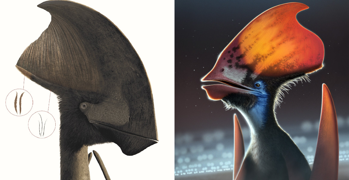 Artists impressions of Tupandactylus imperator