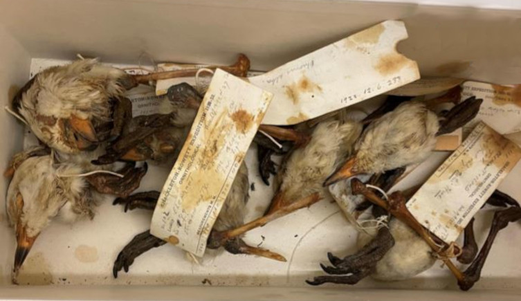 Heads and feet of snowy sheathbill in the Museum's collection