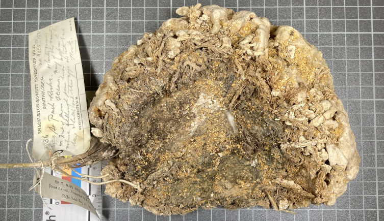 The snowy tern nest made of bryozoan material