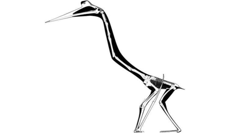 The bones of Quetzalcoatlus within its body