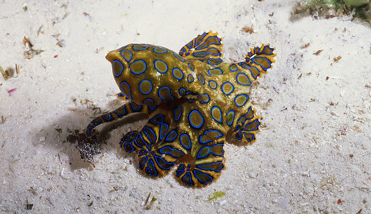 A blue-ringed octopus on the sea bed