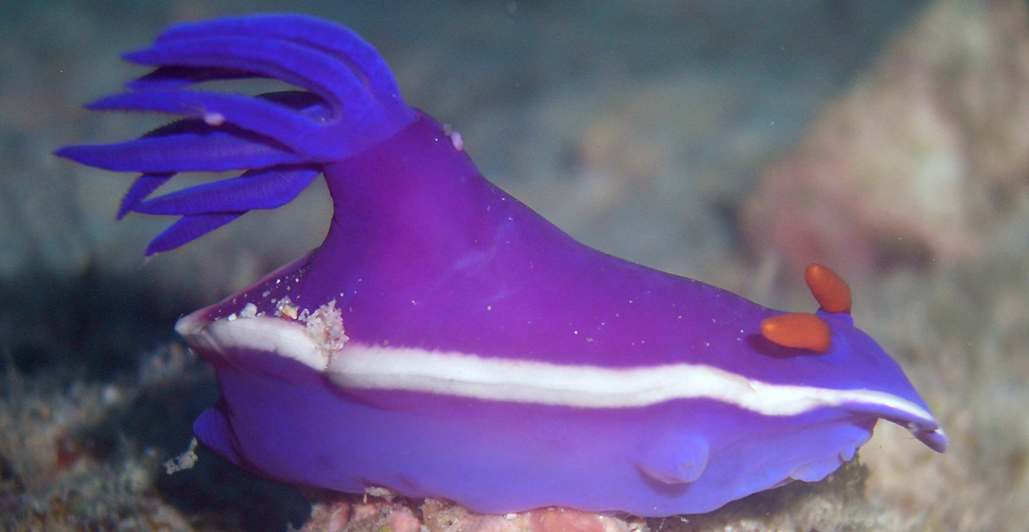 Purple and blue nudibranch, with a white stripe