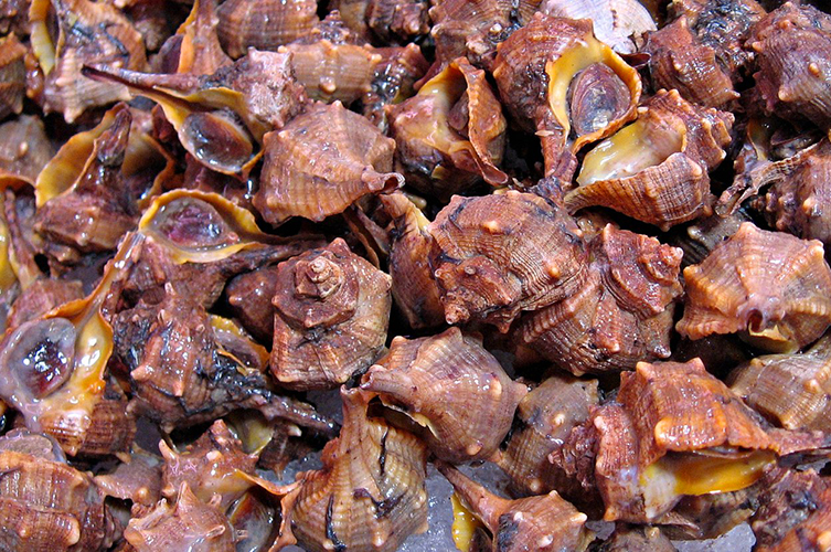 A pile of purple murex shells