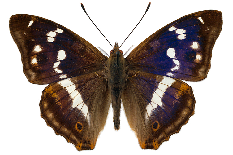 A purple emperor butterfly specimen.