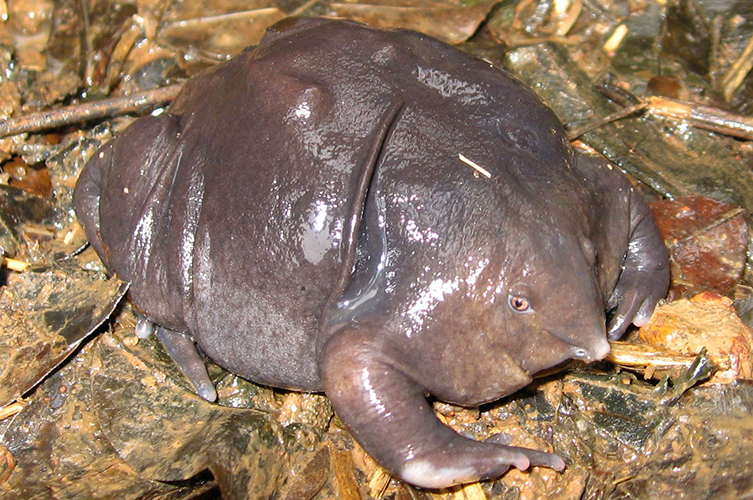 A purple frog on a leaf-covered forest floor.