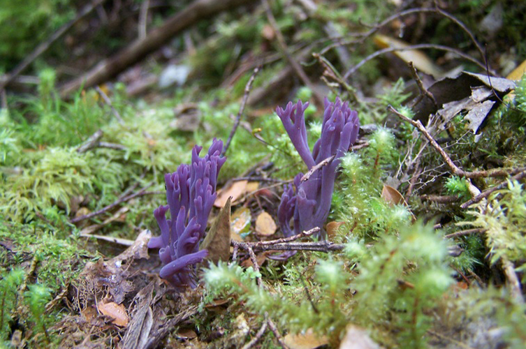 A purple, coral-like fungus sprouting up from moss-covered ground.