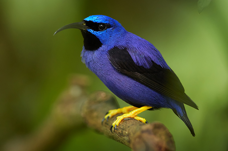 Male purple honeycreeper perched on a branch.
