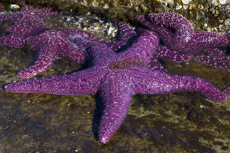 Purple sea stars in a rock pool.