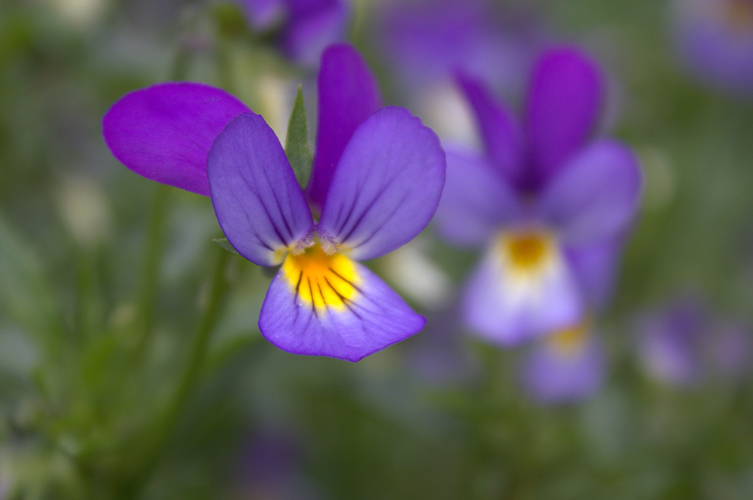 Purple and yellow wild pansy