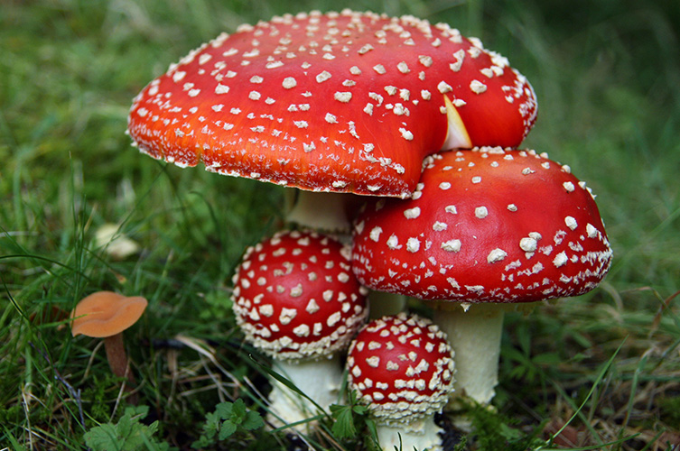 Red fly agaric