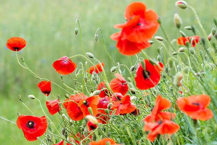 A poppy field