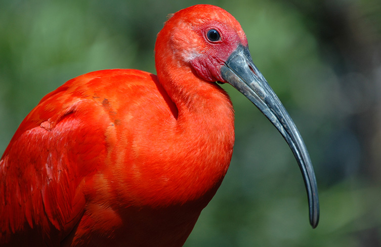 Scarlet ibis