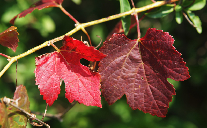 Red leaves