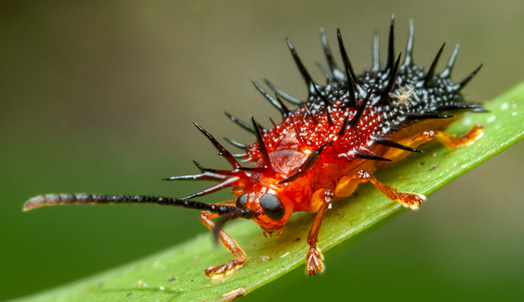 A red beetle with black spikes sitting on a green leaf. 