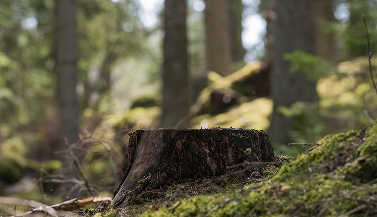 A tree stump in the middle of a forest. 