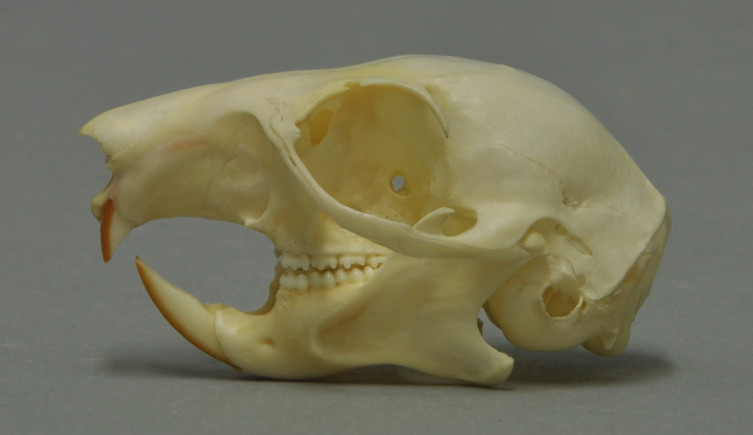 The skull of a red squirrel