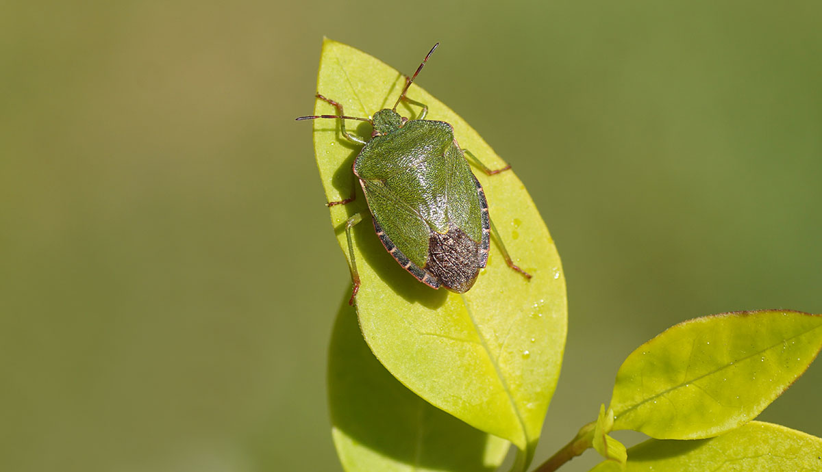 A green shield bug sitting on a leaf.