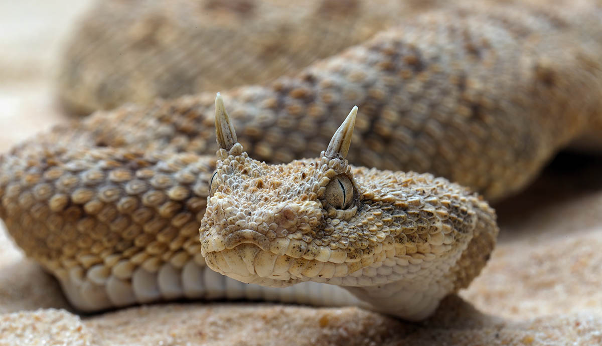 A vsand-coloured viper with big spikes over its eyes looking at the camera.